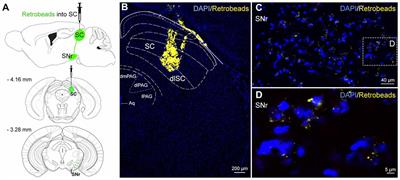 Stimulation of the Nigrotectal Pathway at the Level of the Superior Colliculus Reduces Threat Recognition and Causes a Shift From Avoidance to Approach Behavior